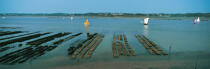 Mor Bihan, petite mer © Philip Plisson / Plisson La Trinité / AA17218 - Photo Galleries - Oyster bed