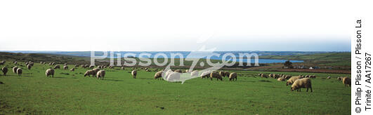 Sheep Island - © Philip Plisson / Plisson La Trinité / AA17267 - Nos reportages photos - Mouton