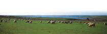 Sheep Island © Philip Plisson / Plisson La Trinité / AA17267 - Nos reportages photos - Sheep island