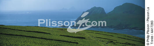 Tendre Kerry - © Philip Plisson / Plisson La Trinité / AA17283 - Nos reportages photos - Irlande, l'île verte