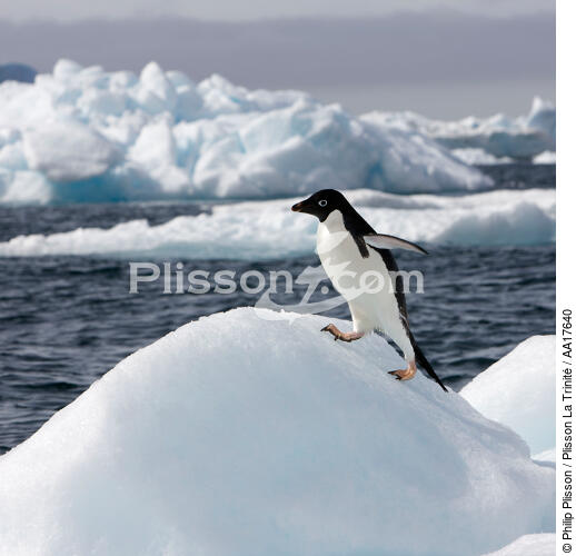 Adelie Penguin. - © Philip Plisson / Plisson La Trinité / AA17640 - Photo Galleries - Adelie penguin