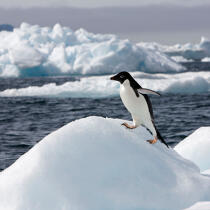 Adelie Penguin. © Philip Plisson / Plisson La Trinité / AA17640 - Photo Galleries - Adelie penguin