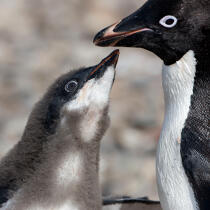 Adelie Penguin. © Philip Plisson / Plisson La Trinité / AA17642 - Photo Galleries - Adelie penguin