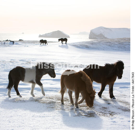 Ponies Westman Islands in Iceland. - © Philip Plisson / Plisson La Trinité / AA17643 - Photo Galleries - Westman island