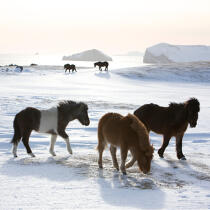Poneys des îles Westman en Islande. © Philip Plisson / Plisson La Trinité / AA17643 - Nos reportages photos - Islande