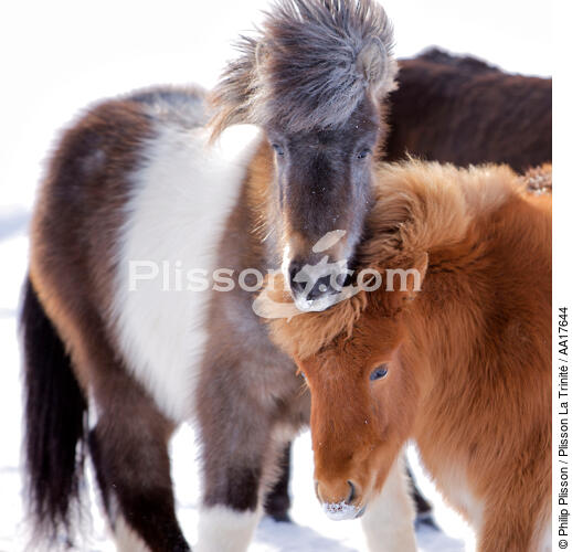 Ponies Westman Islands in Iceland. - © Philip Plisson / Plisson La Trinité / AA17644 - Photo Galleries - Mammal