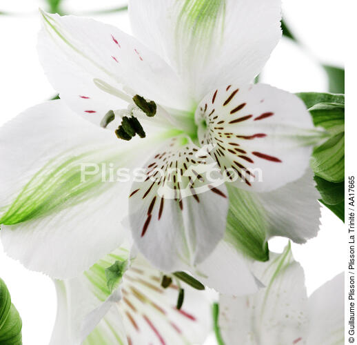 White Alstromère. - © Guillaume Plisson / Plisson La Trinité / AA17665 - Photo Galleries - Flower
