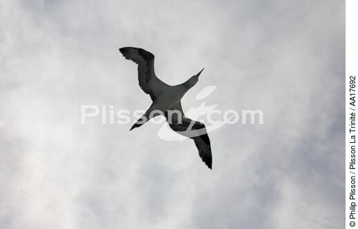 Gannet - © Philip Plisson / Plisson La Trinité / AA17692 - Photo Galleries - Gannet