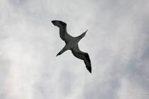 Fou de Bassan © Philip Plisson / Plisson La Trinité / AA17692 - Nos reportages photos - Oiseau marin