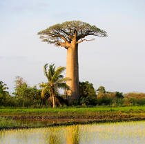 Baobab à Madagascar. © Philip Plisson / Plisson La Trinité / AA17714 - Nos reportages photos - Végétal