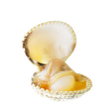 Hard shell clam © Guillaume Plisson / Plisson La Trinité / AA17735 - Photo Galleries - Fauna and Flora