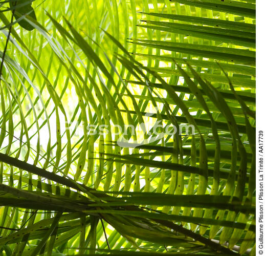 Palm Leaf - © Guillaume Plisson / Plisson La Trinité / AA17739 - Photo Galleries - Leaves