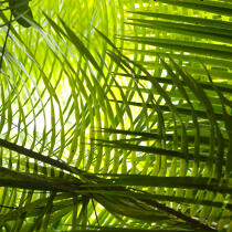 Feuille de palmier © Guillaume Plisson / Pêcheur d’Images / AA17739 - Nos reportages photos - Végétal