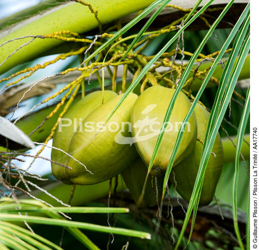 Feuille de palmier - © Guillaume Plisson / Plisson La Trinité / AA17740 - Nos reportages photos - Arbre