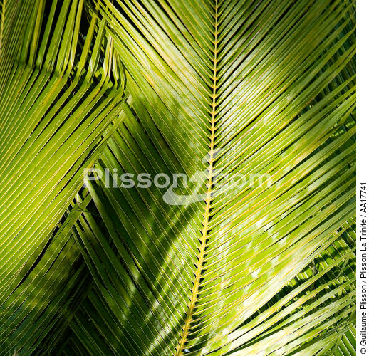 Palm Leaf - © Guillaume Plisson / Plisson La Trinité / AA17741 - Photo Galleries - Guillaume Plisson