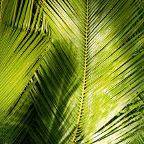 Palm Leaf © Guillaume Plisson / Plisson La Trinité / AA17741 - Photo Galleries - Tree