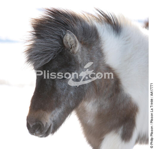 Ponies Westman Islands in Iceland. - © Philip Plisson / Plisson La Trinité / AA17771 - Photo Galleries - Mammal