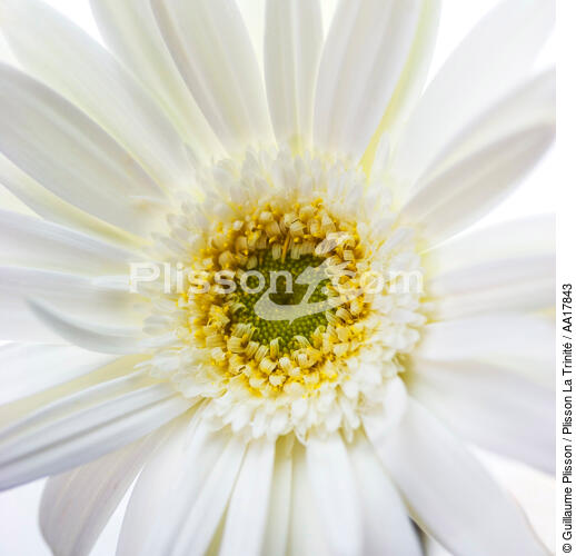 Gerbera blanc. - © Guillaume Plisson / Plisson La Trinité / AA17843 - Nos reportages photos - Flore