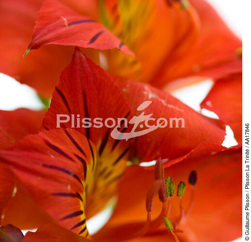 Alstromère red. - © Guillaume Plisson / Plisson La Trinité / AA17846 - Photo Galleries - Flower