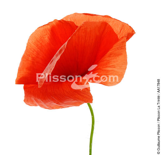 Poppy. - © Guillaume Plisson / Plisson La Trinité / AA17848 - Photo Galleries - Flower