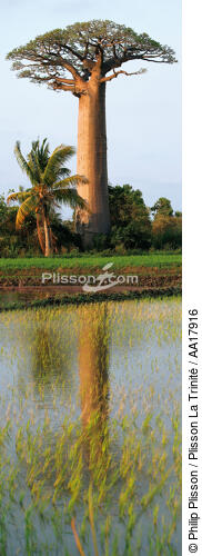 Baobab à Madagascar. - © Philip Plisson / Plisson La Trinité / AA17916 - Nos reportages photos - Panoramique vertical