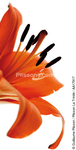 Lys orange. - © Guillaume Plisson / Plisson La Trinité / AA17917 - Nos reportages photos - 16/9 vertical
