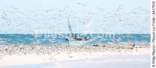 Madagascar seabirds. - © Philip Plisson / Plisson La Trinité / AA17919 - Nos reportages photos - Bateau à rames