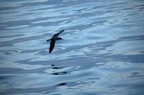 petrel flight © Philip Plisson / Plisson La Trinité / AA17957 - Photo Galleries - Calm sea