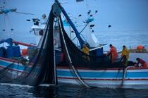 Pêche a la sardines au petit matin © Philip Plisson / Plisson La Trinité / AA17970 - Nos reportages photos - Pêcheur