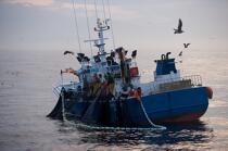 Pêche a la sardines au petit matin © Philip Plisson / Plisson La Trinité / AA17972 - Nos reportages photos - Pêche à la sardine