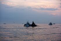 Pêche a la sardines au petit matin © Philip Plisson / Plisson La Trinité / AA17973 - Nos reportages photos - Astre