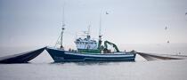 Pêche a la sardines au petit matin © Philip Plisson / Pêcheur d’Images / AA17974 - Nos reportages photos - La pêche à la sardine