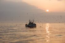 Pêche a la sardines au petit matin © Philip Plisson / Plisson La Trinité / AA17978 - Nos reportages photos - Espagne