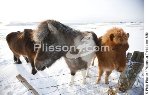 Poneys sur les îles Westman en Islande. - © Philip Plisson / Plisson La Trinité / AA18251 - Nos reportages photos - Mammifère