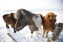 Poneys sur les îles Westman en Islande. © Philip Plisson / Plisson La Trinité / AA18251 - Nos reportages photos - Mammifère