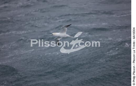Gannet - © Philip Plisson / Plisson La Trinité / AA18304 - Photo Galleries - Westman island
