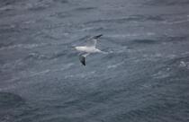 Fou de bassan. © Philip Plisson / Plisson La Trinité / AA18304 - Nos reportages photos - Oiseau marin