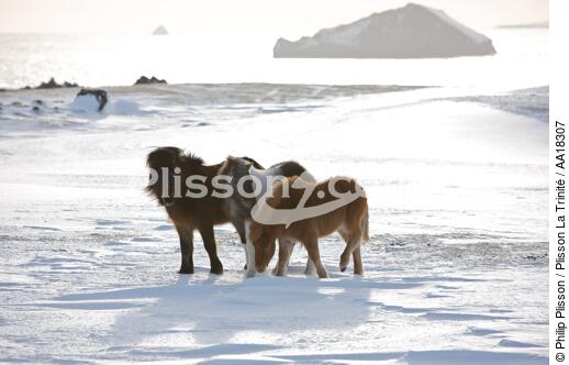 Ponies Westman Islands in Iceland. - © Philip Plisson / Plisson La Trinité / AA18307 - Photo Galleries - Mammal