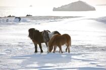 Poneys sur les îles Westman en Islande. © Philip Plisson / Plisson La Trinité / AA18307 - Nos reportages photos - Mammifère