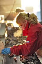 Sorting and grading oysters. © Philip Plisson / Pêcheur d’Images / AA18450 - Photo Galleries - Woman