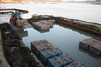 Storage of oysters in oyster site. © Philip Plisson / Plisson La Trinité / AA18451 - Photo Galleries - Trinité-sur-Mer [The]