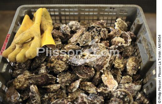 Les Belles de Quiberon, élevées sous la mer. - © Philip Plisson / Plisson La Trinité / AA18454 - Nos reportages photos - Mollusque