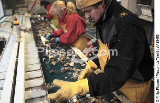 Les huîtres sont triées et calibrées. - © Philip Plisson / Plisson La Trinité / AA18455 - Nos reportages photos - L'ostréiculture