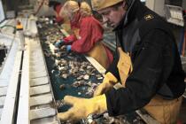 Les huîtres sont triées et calibrées. © Philip Plisson / Plisson La Trinité / AA18455 - Nos reportages photos - Chantier ostréicole