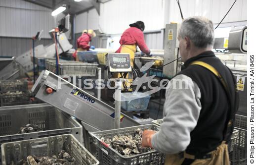 Les huîtres sont conditionnées et pesées pour être expédiées. - © Philip Plisson / Plisson La Trinité / AA18456 - Nos reportages photos - L'ostréiculture
