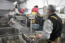 Les huîtres sont conditionnées et pesées pour être expédiées. © Philip Plisson / Plisson La Trinité / AA18456 - Nos reportages photos - Mollusque
