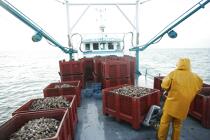 Le matelot range les conteneurs d'huîtres sur le pont. © Philip Plisson / Plisson La Trinité / AA18460 - Nos reportages photos - Quiberon [Baie de]