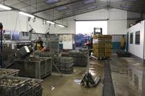 In the warehouse, sorting will begin. © Philip Plisson / Plisson La Trinité / AA18461 - Photo Galleries - Oyster Farming