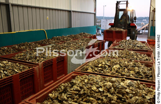 In the warehouse, sorting will begin. - © Philip Plisson / Plisson La Trinité / AA18462 - Photo Galleries - Oyster farm