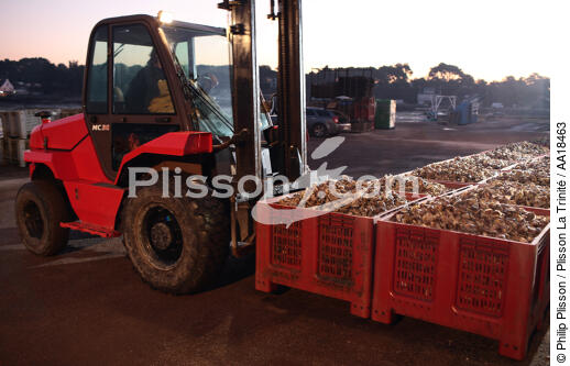 Unloading oysters. - © Philip Plisson / Plisson La Trinité / AA18463 - Photo Galleries - Oyster farmer